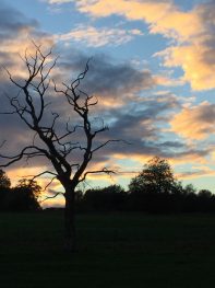 Sunset past Holden Farm
