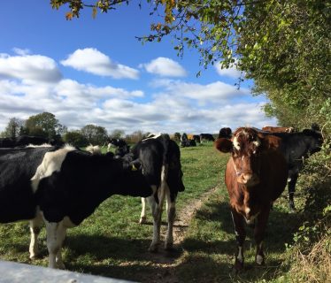 Cows near Exton