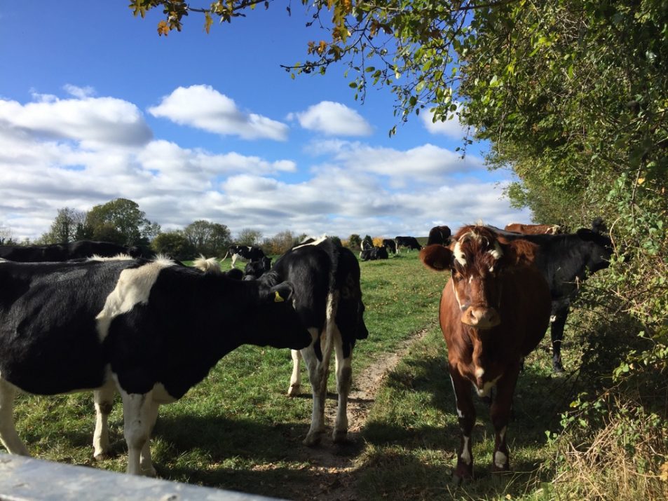 cows near exton jills walking blog