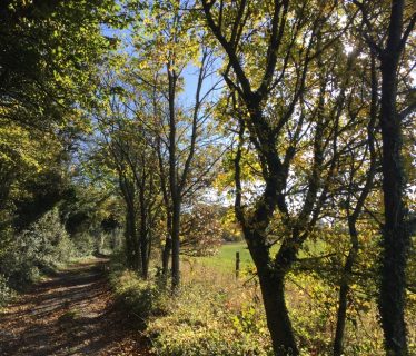 Autumn Trees near Lomer Farm