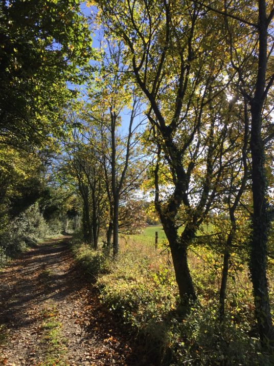 Autumn Trees on South Downs Way Jills Walking Blog