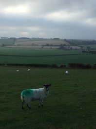 Inquisitive sheep watches my ‘different’ walk!