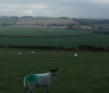 Inquisitive sheep watches my ‘different’ walk!
