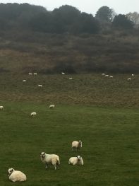 Sheep grazing in Queen Elizabeth Country Park