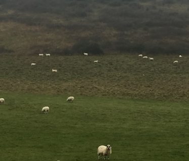 Sheep grazing in Queen Elizabeth Country Park