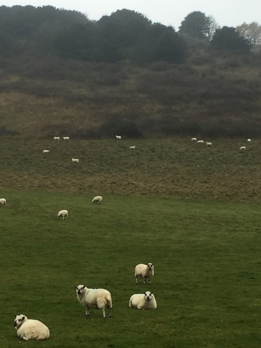 Sheep in Queen Elizabeth Country Park diff-abled