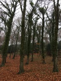 Autumn Trees in the Rain: Queen Elizabeth Park