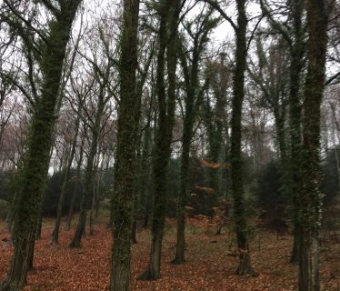 Autumn Trees in the Rain: Queen Elizabeth Park