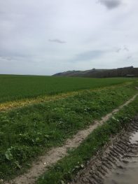 Chalk path on the South Downs Way