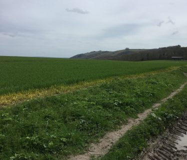 Chalk path on the South Downs Way