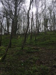 Early spring light – Harting Hill woodland