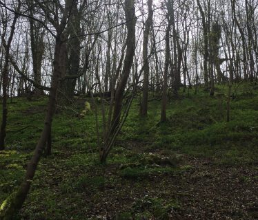 Early spring light – Harting Hill woodland