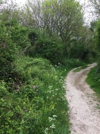 SDW chalk path through woodland