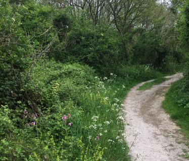 SDW chalk path through woodland