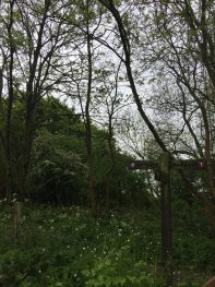 Trees near the Monkton Estate – SDW