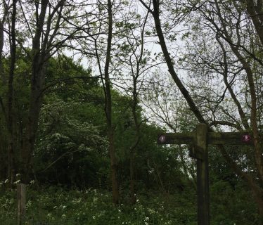 Trees near the Monkton Estate – SDW