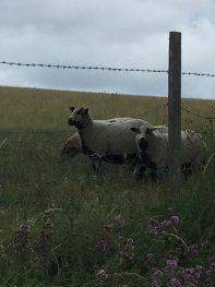 Sheep or Badgers?!