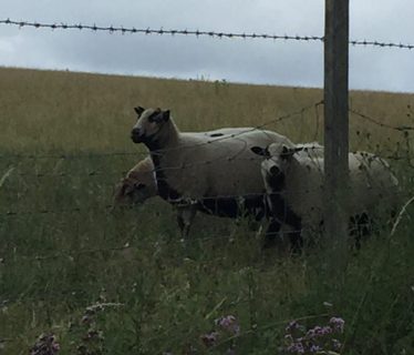 Sheep or Badgers?!