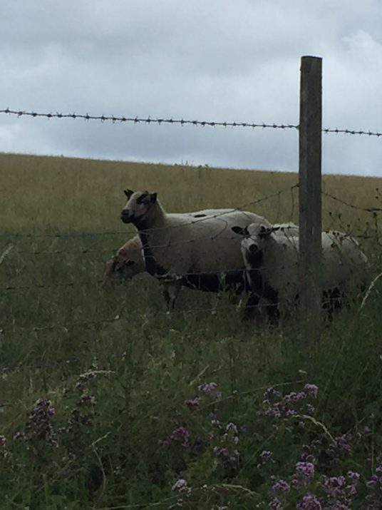 sheep with badgers markings near Heyshott