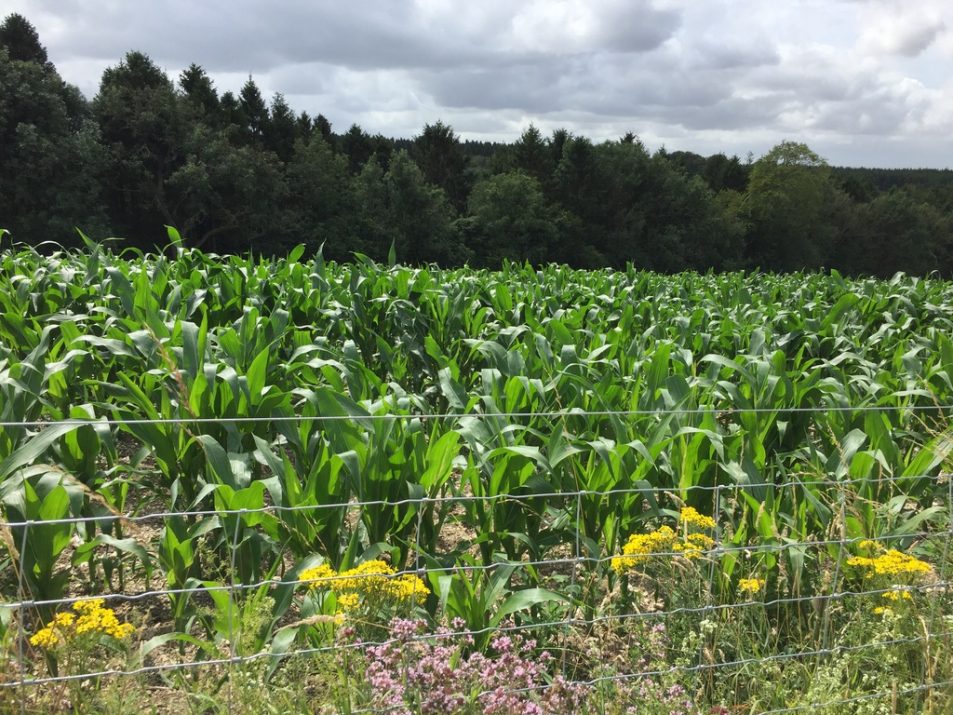 corn field nr Heyshott Down