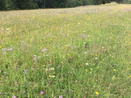 Wildflowers nr Graffham Down