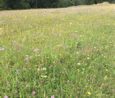 Wildflowers nr Graffham Down