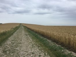 Chalk Path & Corn Fields Bignor Hill