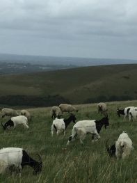 Goats near Truleigh Hill