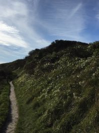 Unexpected Scrubland near Eastbourne